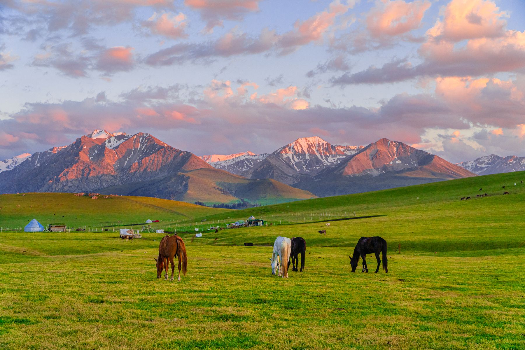Horses grazing on an Ili grassland at sunset with snow-capped Tianshan peaks, Xinjiang
